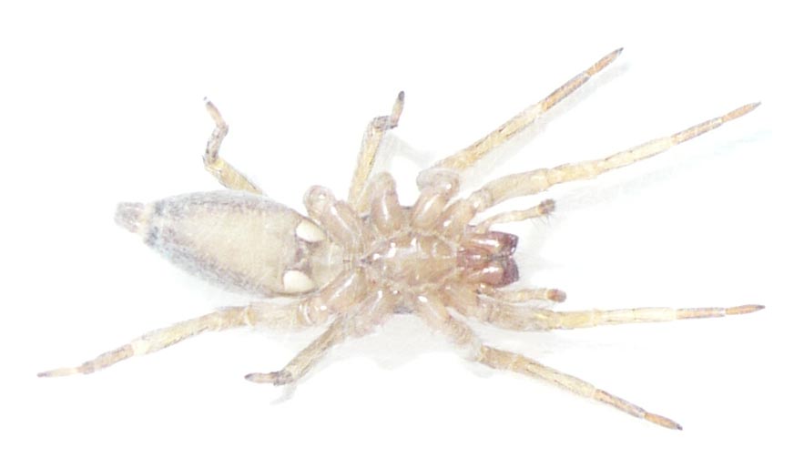 Drassodes? No. Clubiona corticalis - Roure (TO)